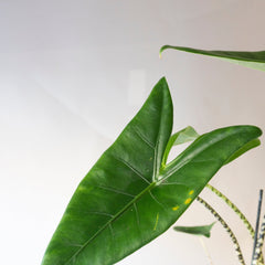 Collection image for: Alocasia