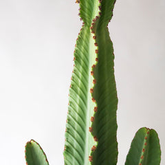 Collection image for: Euphorbia