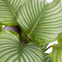 Collection image for: Calathea