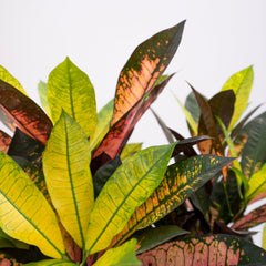 Collection image for: Croton