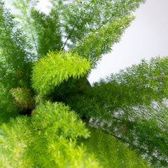 Collection image for: Esparraguera