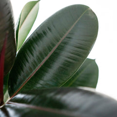 Collection image for: Ficus