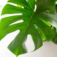 Collection image for: Monstera