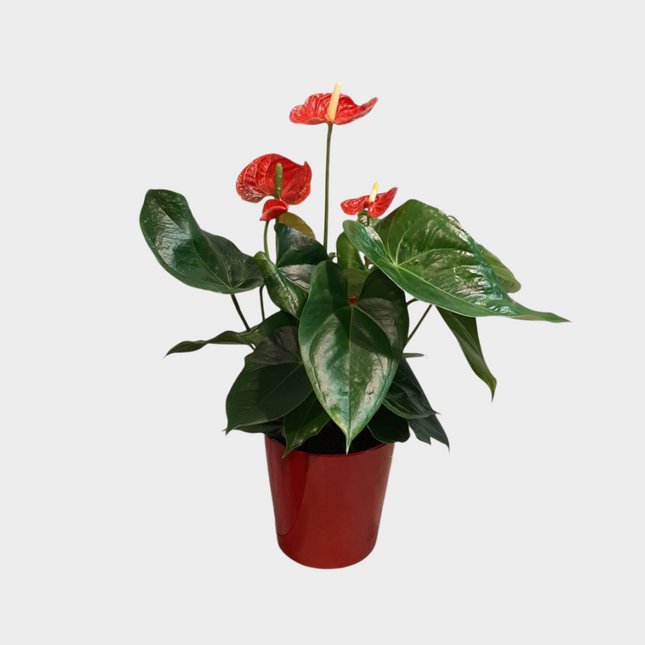 Anthurium