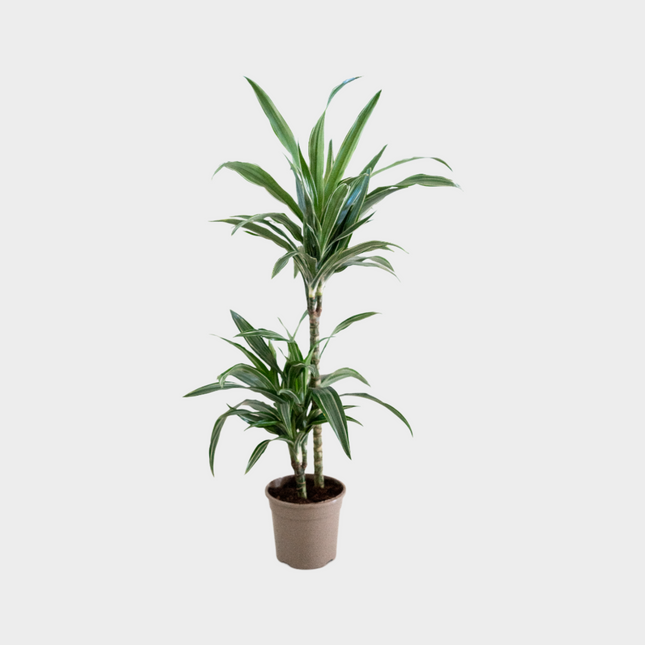 Dracaena Deremensis