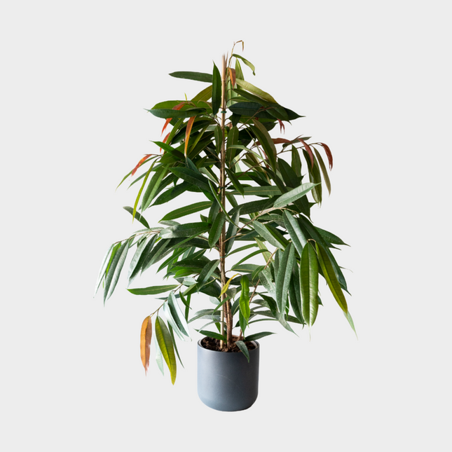 Ficus Amstel King