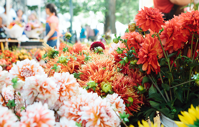 <h1>Plantas de Temporada</h1>