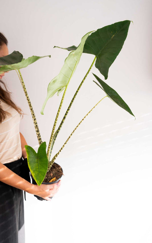 Alocasia Zebrina, una exótica indispensable en nuestro hogar.