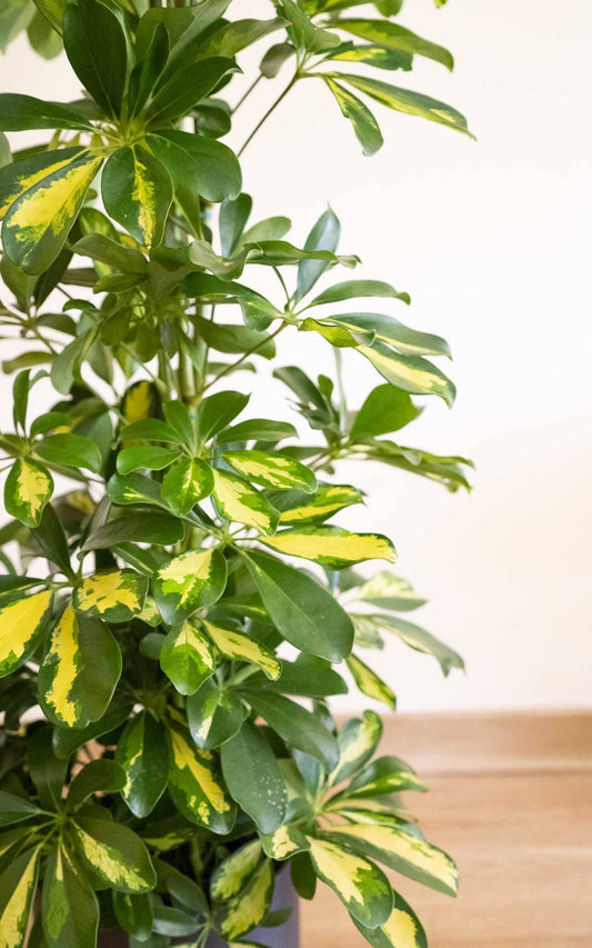 Plantas grandes a domicilio en nuestra tienda online: Schefflera XXL