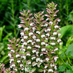 Collection image for: Acanthus