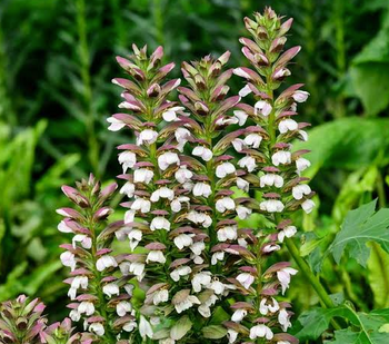 Acanthus