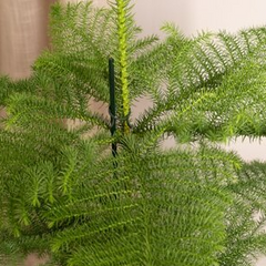 Collection image for: Araucaria