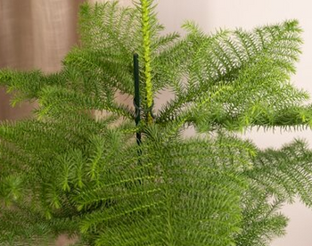 Araucaria