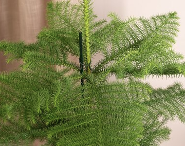 Araucaria
