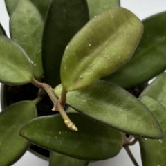 Collection image for: Hoya