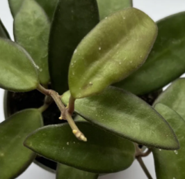 Hoya