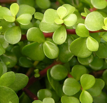 Portulacaria