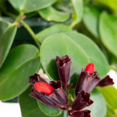 Collection image for: Aeschynanthus