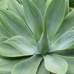 Collection image for: Agave