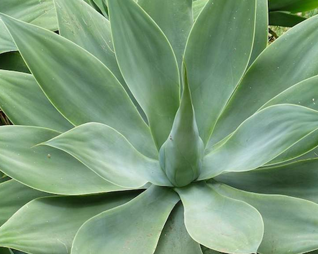 Agave