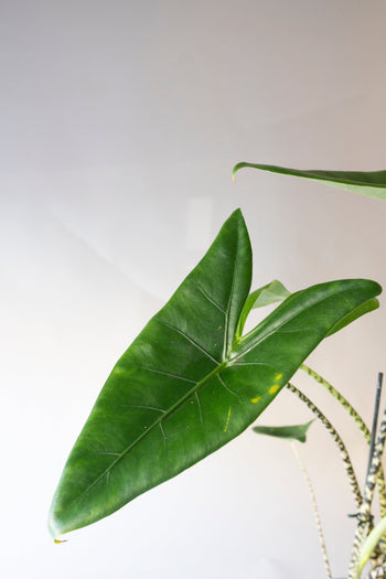 Alocasia
