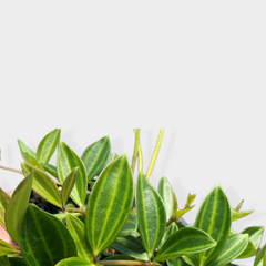 Collection image for: Peperomia