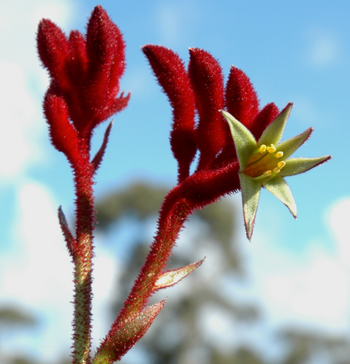 Anigozanthos