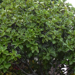 Collection image for: Árbol