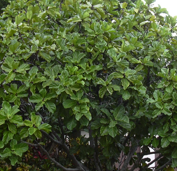 Árbol