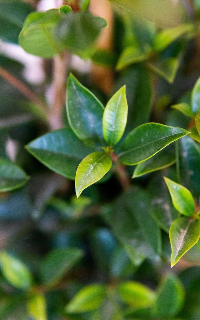 Eugenia
