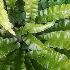 Collection image for: Asplenium
