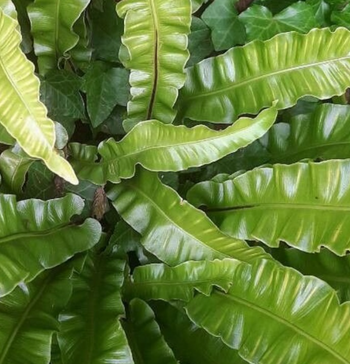 Asplenium