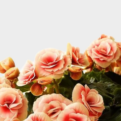 Collection image for: Begonia