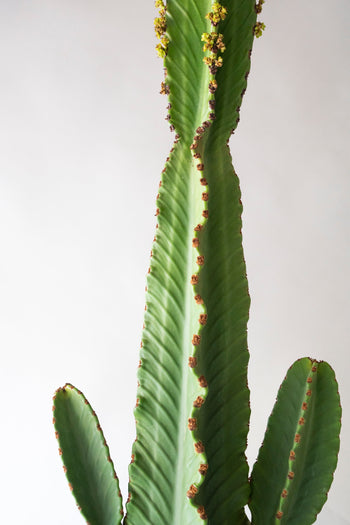 Euphorbia