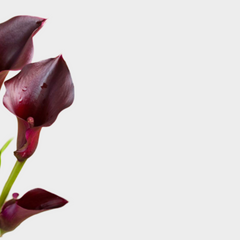 Collection image for: Calla