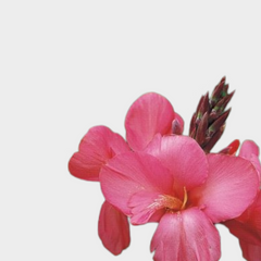 Collection image for: Canna