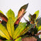 Croton