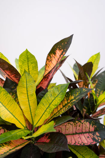 Croton