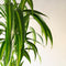 Dracena