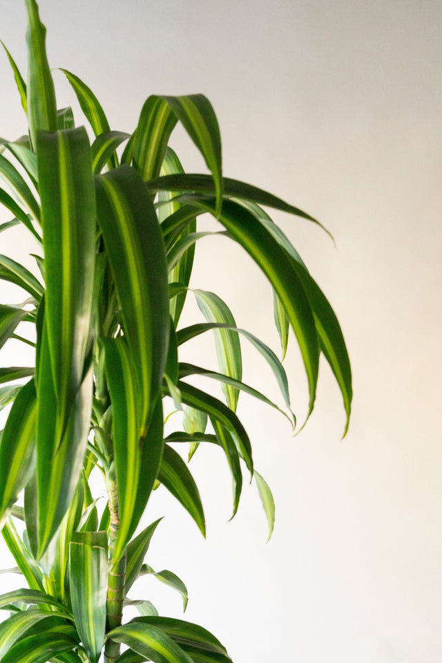 Dracena