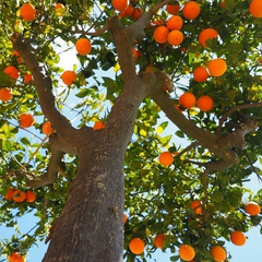 Collection image for: Frutales