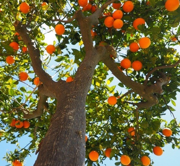Frutales