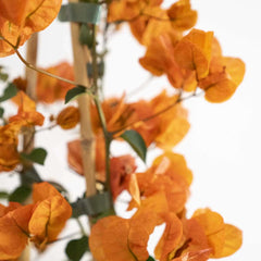 Collection image for: Bougainvillea