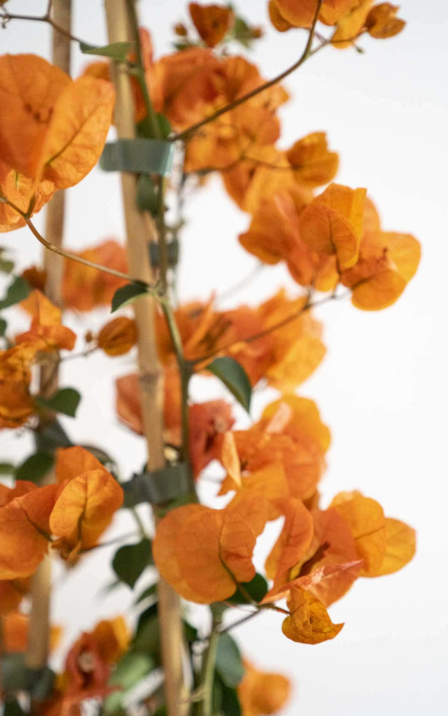 Bougainvillea