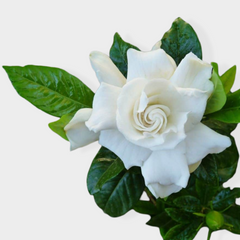Collection image for: Con Flor