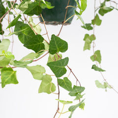 Collection image for: Hedera