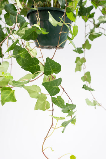 Hedera