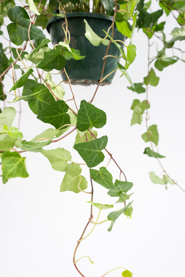 Hedera
