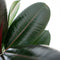 Ficus
