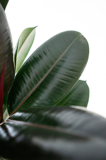 Ficus